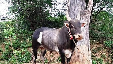 வாழப்பாடியில் கம்பீரமாய் நிற்கும் காளை. 