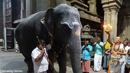  நெல்லையப்பா் கோயில் யானை காந்திமதி யானை கடந்த ஜனவரி மாதம் இறந்தது. 