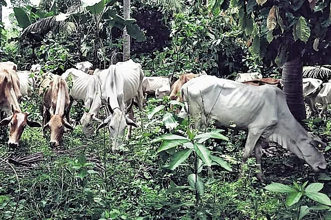 பஞ்சாபில் 20 பசுக்கள் மர்மச் சாவு! கண்டித்துக் கடையடைப்பு!