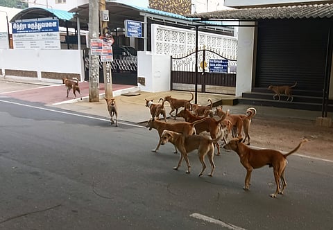 பள்ளிச் சாலையில் சுற்றுத்திரியும் தெருநாய்கள்.