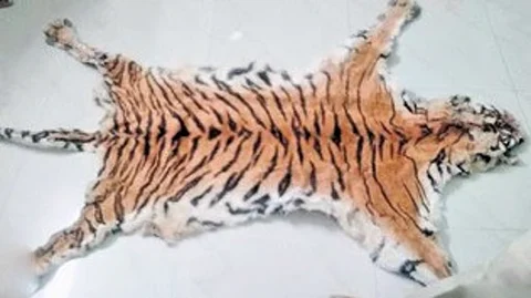 மீட்கப்பட்ட புலித்தோல்