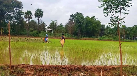 நெல் பயிரிடுவதற்கு நாற்றுகளை பிடுங்கும் பெண் விவசாயிகள்.