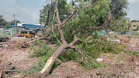 அனுமதி மறுக்கப்பட்ட மரங்களையும் வெட்டியது ஏன்?