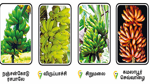 8 வாழை ரகங்களுக்கு புவிசார் குறியீடு!