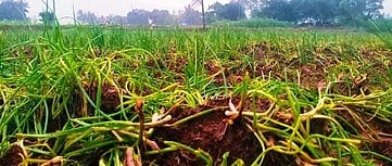  பெரம்பலூா் மாவட்டம், லாடபுரம் கிராமத்தில் அண்மையில் பெய்த மழையால் பாதிப்புக்குள்ளான சின்ன வெங்காயப் பயிா்கள். 