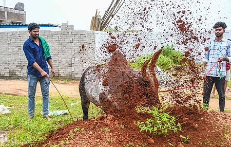 
ஜல்லிக்கட்டு காளைகளுக்கு பயிற்சி அளித்த இளைஞர்கள்
