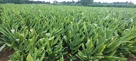 கீழப்பழுவூரில் அறுவடைக்கு தயாா் நிலையில் உள்ள மஞ்சள்