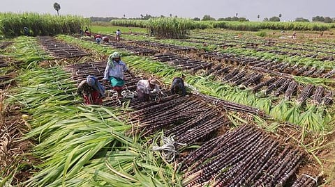  மதுரையை அடுத்த மாங்குளம் பகுதியில் ஞாயிற்றுக்கிழமை அறுவடை செய்யப்பட்ட செங்கரும்புகளைக் கட்டுக் கட்டும் பணி. 