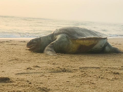  தேவனாம்பட்டினம் வெள்ளிக் கடற்கரையில் இறந்து கிடந்த ஆமை.

