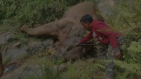 பாறை மீதிருந்து சறுக்கி விழுந்து காட்டு யானை உயிரிழப்பு