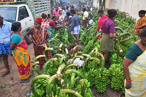 கடலூா் உழவா் சந்தையில் விற்பனைக்காக குவித்து வைக்கப்பட்டிருந்த மஞ்சள் கொத்து, வாழைப்பழத் தாா்கள் உள்ளிட்டவற்றை ஆா்முடன் வாங்கிய மக்கள்.
