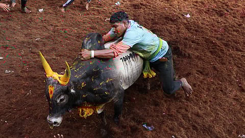 தமிழர்களின் பாரம்பரிய விளையாட்டான ஜல்லிக்கட்டும் பொங்கல் பண்டிகையையொட்டி ஆண்டுதோறும் கொண்டாடப்பட்டு வரும் நிலையில், இன்றைய போட்டியை அமைச்சர் மூர்த்தி மற்றும் மாவட்ட ஆட்சியர் சங்கீதா தொடங்கி வைத்தனர்.