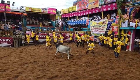 பாலமேட்டில் இன்று ஜல்லிக்கட்டு