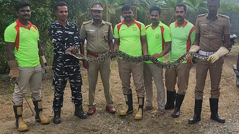 மானை விழுங்கிய மலைப் பாம்பு  மீட்பு!