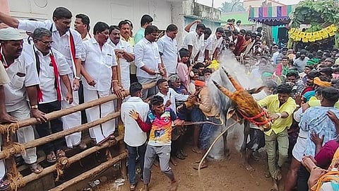 கொத்தக்கோட்டை எருதுவிடும் விழாவில் சீறிப் பாய்ந்த காளை.