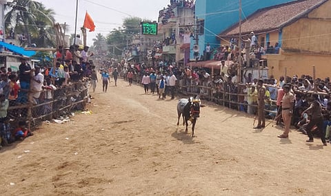 எருது  விடும்  விழாவில்  சீறிப் பாய்ந்த  காளை.