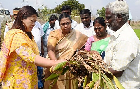 பெரம்பலூா் அருகேயுள்ள சித்தளி கிராமத்தில் மழையால் பாதிக்கப்பட்ட மஞ்சள் பயிரை பாா்வையிட்ட மாவட்டக் கண்காணிப்பு அலுவலரும், மாற்றுத்திறனாளிகள் நலத்துறை இயக்குநருமான எம். லக்ஷ்மி. உடன், மாவட்ட ஆட்சியா் கிரேஸ் பச்சாவ். 

