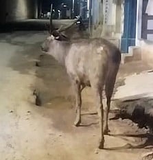 பாபநாசத்தில் குடியிருப்புப் பகுதியில் சுற்றித் திரியும் வன விலங்குகள்