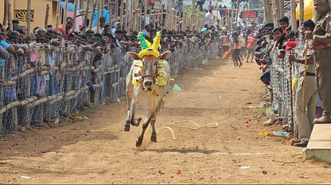எருது  விடும்  விழாவில்  சீறிப் பாய்ந்த  காளை.