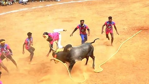 மதகுபட்டியில் நடைபெற்ற வடமாடு மஞ்சுவிரட்டு போட்டியில் வீரரரை தூக்கி வீசிய காளை.