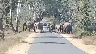 காட்டு யானைகள்