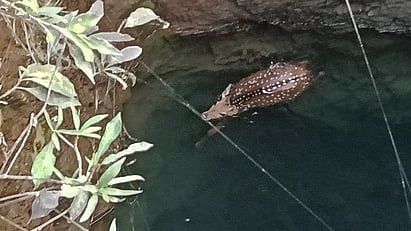 விவசாயக் கிணற்றில் தவறி விழுந்த புள்ளிமான். 