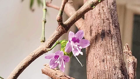 மலரே..  குறிஞ்சி மலரே..!