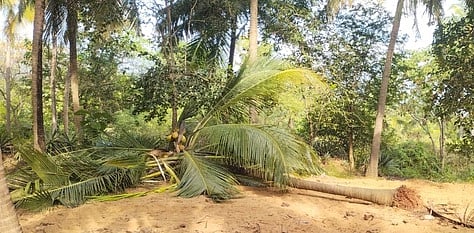 கருத்தப்பிள்ளையூரில் யானை சாய்த்த தென்னை மரங்கள்