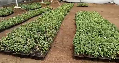 ஏற்காடு கோடை விழா: 2 லட்சம் மலர் தொட்டிகள் அமைக்கும் பணி தீவிரம்!