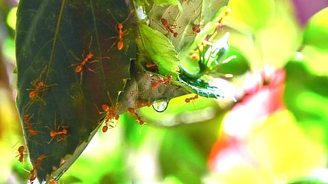 கற்றுக்கொள்வோம் எறும்புகளிடமிருந்து...!