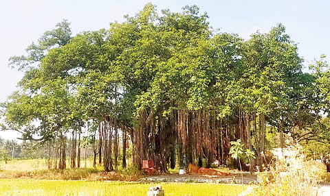 ஆலமரம்