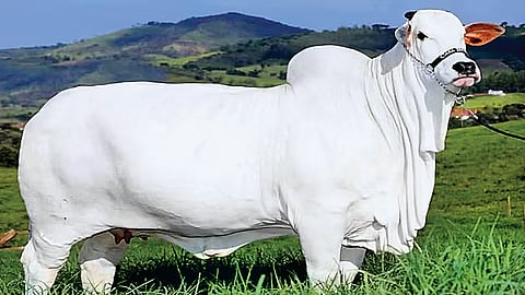 பசு விலை ரூ.40 கோடி...