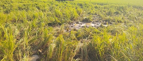 யானைகளால் சேதப்படுத்தப்பட்ட நெற்பயிா்கள்