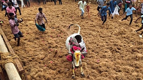 திருமயம் அருகே ஜல்லிக்கட்டு மாடு முட்டியதில் இளைஞா் உயிரிழப்பு