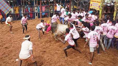 தெற்கு இருங்களுரில் ஞாயிற்றுக்கிழமை நடைபெற்ற ஜல்லிக்கட்டில் சீறிப் பாய்ந்துவந்த காளை.