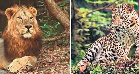 இரு ஆண்டுகளில் 286 சிங்கங்கள், 456 சிறுத்தைகள் பலி!