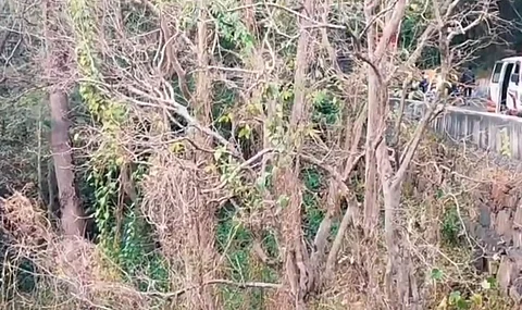 ஏற்காடு மலைப்பாதை