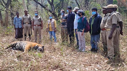 முதுமலை புலிகள் காப்பகத்தில் உள்ள பெண்ணை வனப் பகுதியில் இறந்துகிடந்த புலியை ஆய்வு செய்யும் வன அலுவலா்கள் மற்றும் கால்நடை மருத்துவா்கள்.