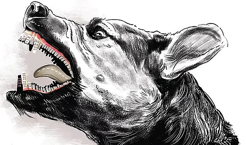 ஓநாய் தாக்குதலுக்கு அடுத்ததாக நாய்களிடம் சிக்கிய உ.பி.