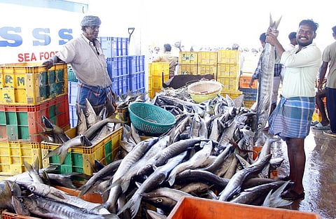 பாம்பன் மீனவா்கள் வலையில் 
சிக்கிய அதிகளவிலான மீன்கள்