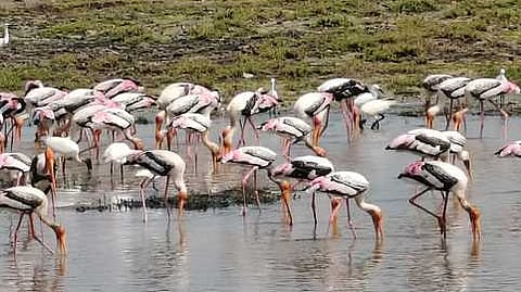 பழவேற்காடு ஏரியில் குவித்துள்ள வெளிநாட்டு பறவைகள்