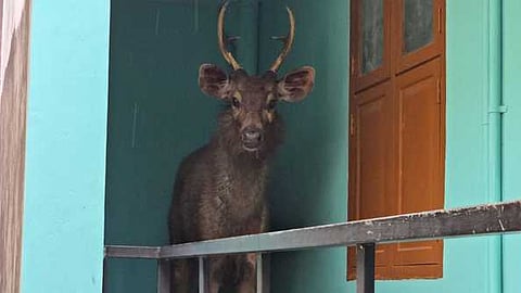    நாகா்கோவிலில் வீட்டின் மாடியில் தஞ்சமடைந்த மிளா. 