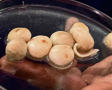 mushroom