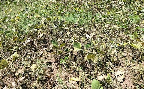  உளுந்து பயிா்கள். 