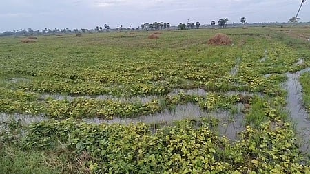 திப்புகலூா் பகுதியில் உளுந்து சாகுபடி வயலில் தேங்கியுள்ள மழைநீா்.