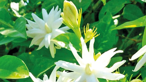 ஹபூக்கும் நேரம்...