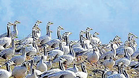 வெளிநாட்டுப் பறவைகளைக் காண...