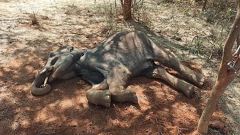 கருவுற்றிருந்த யானை இறைச்சிக்காக கொலை?