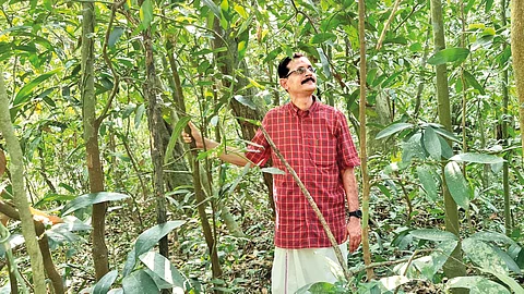 கோயில் காடுகளைப் பாதுகாப்போம்..
