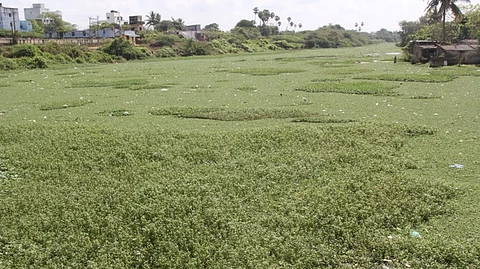  திருவள்ளூா்-மணவாளநகா் இடையே கழிவு நீா் விடுவதாலும், குப்பைகளை கொட்டி வருவதால்   அல்லிச்செடிகள் சூழ்ந்து காணப்படும் கூவம் ஆறு. 